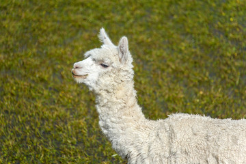 Obraz premium Alpaca is grazing on a field in Peru