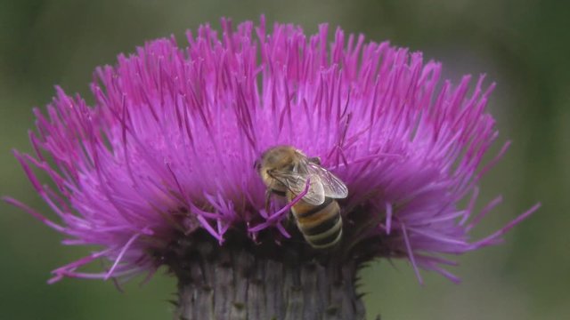 A bee collects nectar on a violet flower