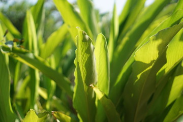 Obraz premium green plant in the garden