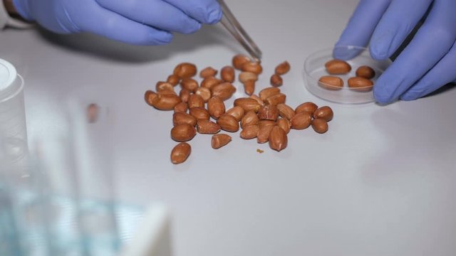 Research of GMO peanut in the laboratory. Doctor is conducting an experiment to change genome of peanuts . Creating a genetically modified plant. Laboratory assistant in the laboratory of of food qual