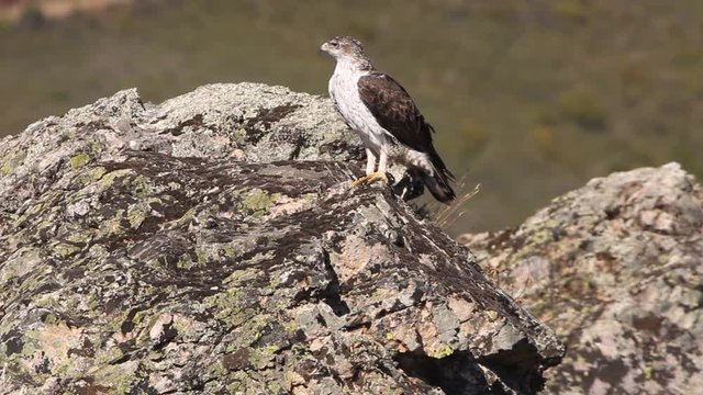 Bonelli&acute;s Eagle, Aquila fasciata, birds