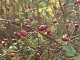 the berries of rose hips in the fall