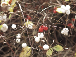 bushes with red and white berries