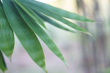 green leaves of tree
