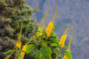 Flowers of goldenrod in Peru