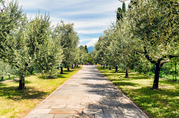 Fototapeta premium Path in the Park