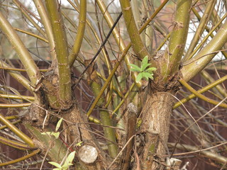 the young shoots of willow