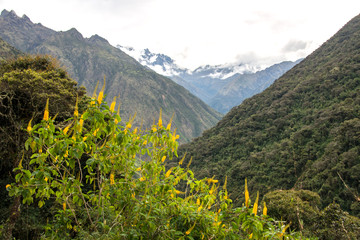 Flowers of goldenrod in Peru