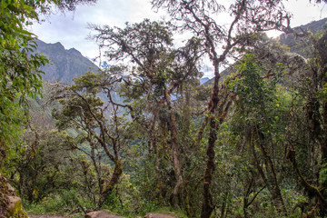Сloud forest and tropical jungle around Chaullay in Peru (Salkantay trek)