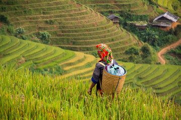 local people in Mu Cang Chai, Vietnam she's farmer harvest rice at rice field at sunny day. soft focus.