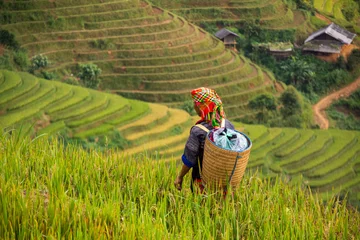 Wall murals Mu Cang Chai local people in Mu Cang Chai, Vietnam she's farmer harvest rice at rice field at sunny day. soft focus.