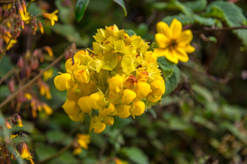 Mahonia aquifolium (Oregon grape) is a species of flowering plant in Peru