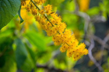 Flowers of goldenrod in Peru