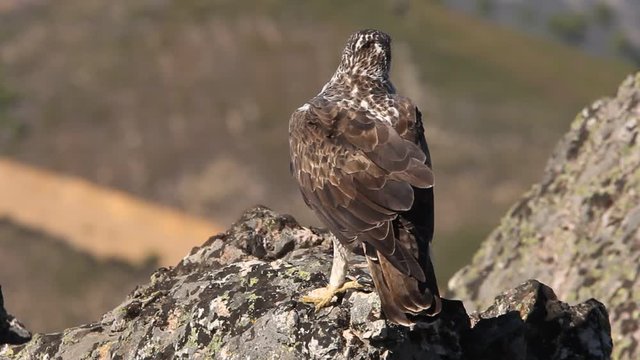 Bonelli&acute;s Eagle, Aquila fasciata