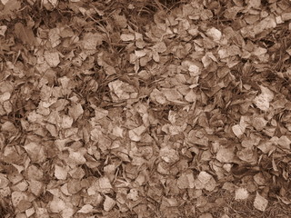 autumn leaves lie on the ground