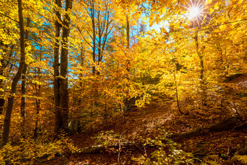 Fototapeta na wymiar Beautiful autumn forest with yellow trees and bright sun through the branches. Autumnal background.
