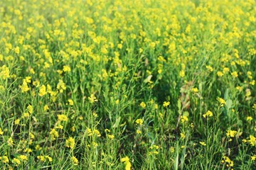 Beautiful glade of yellow green flowers close up