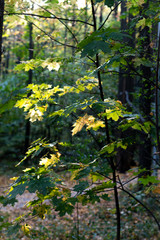 Maple branch in September forest, nature beautiful background