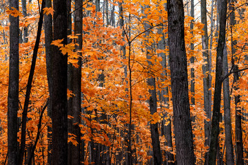Fototapeta premium Autumn maple forest with red leaves, nature beautiful background