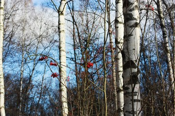 Autumn landscape Rowan and birch in the forest