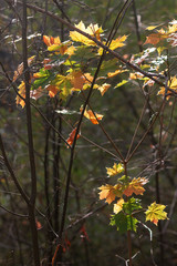Maple branch in September forest, nature beautiful background