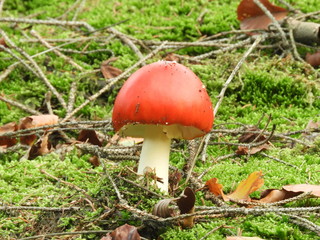 Fliegenpilz