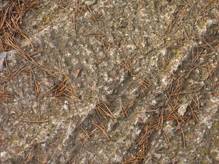 needle of pine needles on the concrete