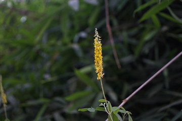 caterpillar on a leaf