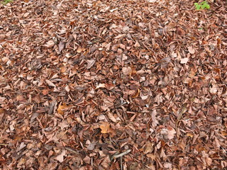 autumn leaves on the ground