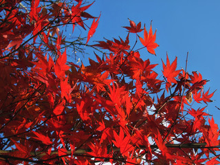 Maple tree red leaves in Autumn. Natural background of acer fall season foliage