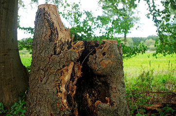 trunk of a dead tree