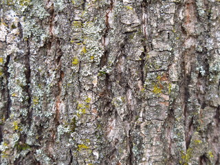 tree trunk with moss