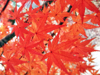 Maple tree red leaves in Autumn. Natural background of acer fall season foliage