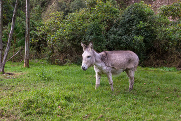 Naklejka na ściany i meble A donkey is grazing in a meadow in Peru