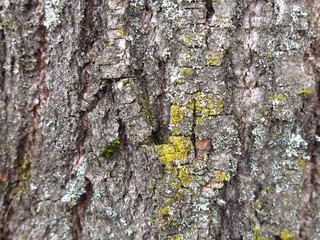 tree trunk with moss