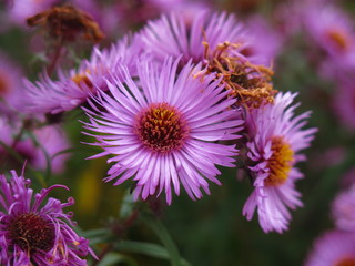 Obraz premium autumn purple daisies