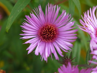 autumn purple daisies