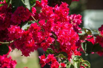 Bougainvillea with red flowers in Peru