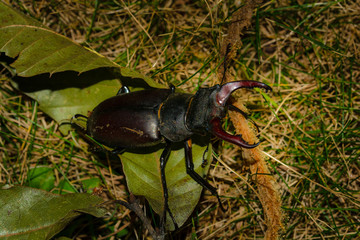 Lucanus cervus or stag beetle males display large powerful claws