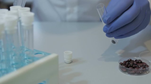 Food scientist doing an experiment with beans at the university. Doctor researcher carrying out scientific research in a lab. analysis, dna, bio, microbiology, augmented reality, biochemistry, immersi