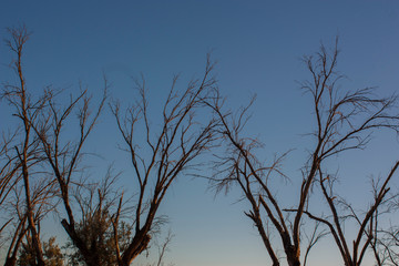 trees died of drought in a dry climate