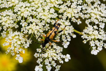 close up view of a leptura maculata