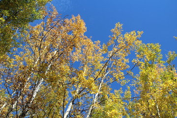 Autumn Above Us, Elk Island National Park, Alberta