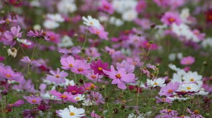 Obraz na płótnie Canvas pink flowers in garden