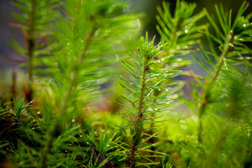 A young sapling of spruce grows in the forest ground with green moss. Sapling spruce planted by nature.  Small coniferous trees. Green sprouts of spruce trees.