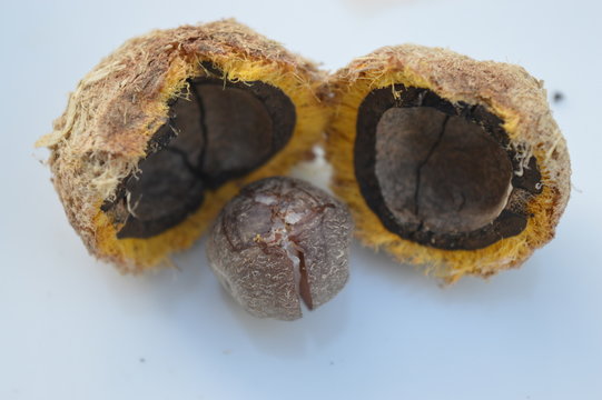 Acrocomia aculeata The Fruit of Macauba