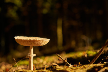 Mushrooms from the forest in the sun's rays