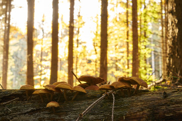 Mushrooms on a branch fallen to the ground