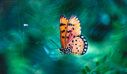 Perfect colorful butterfly on Spider web in wild