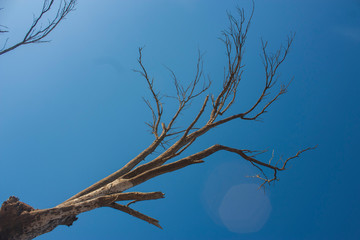 trees died of drought in a dry climate
